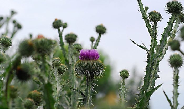 Татарник колючий (onopordum acanthium)