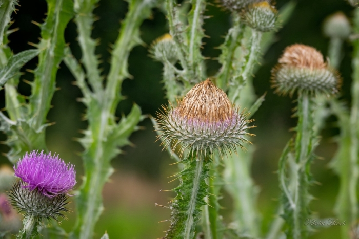 Татарник колючий