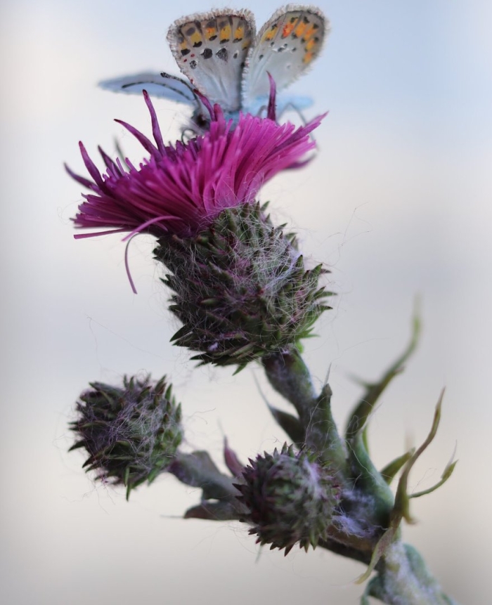 Чертополох мелкоголовчатый