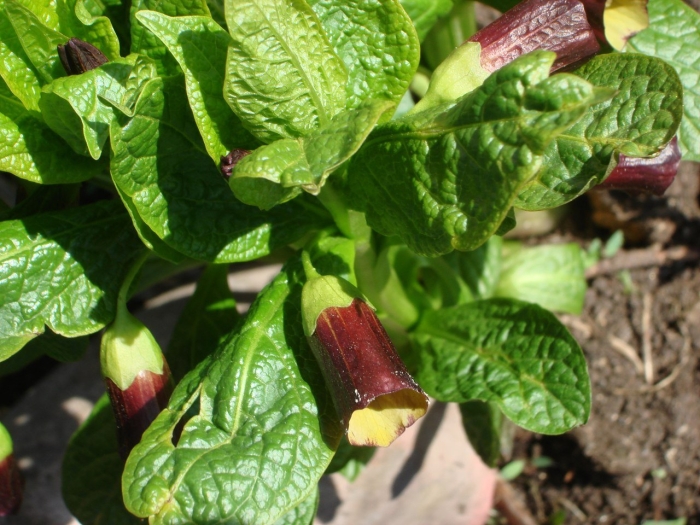 Скополия карниолийская кавказская