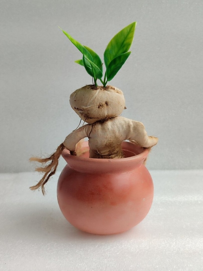 Растение мандрагора