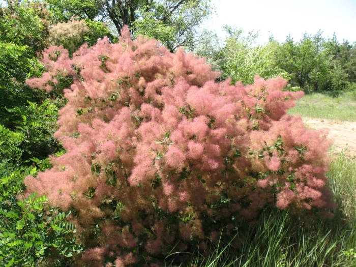 Скумпия (париковое дерево) кожевенная