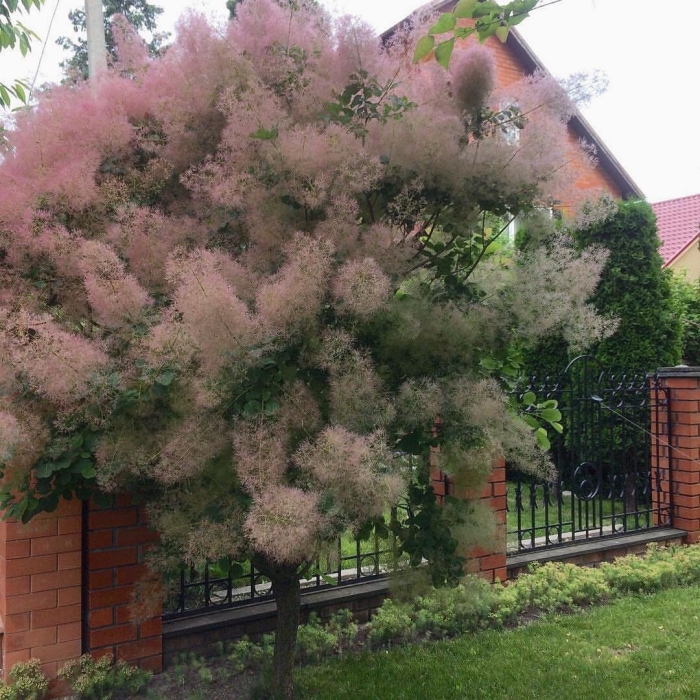 Скумпия кожевенная куст