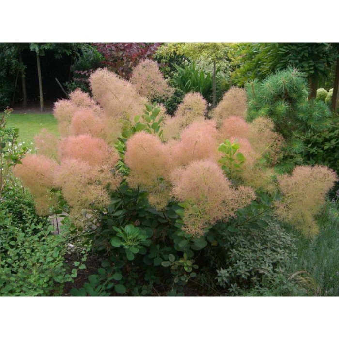 Скумпия кожевенная