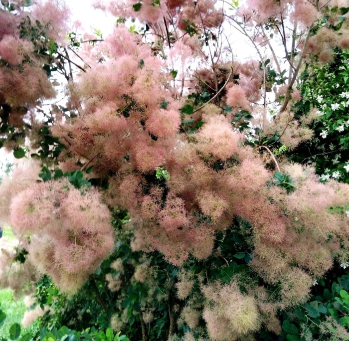 Скумпия кожевенная роял пурпл