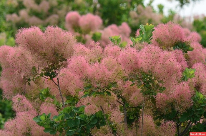 Скумпия кожевенная cotinus coggygria