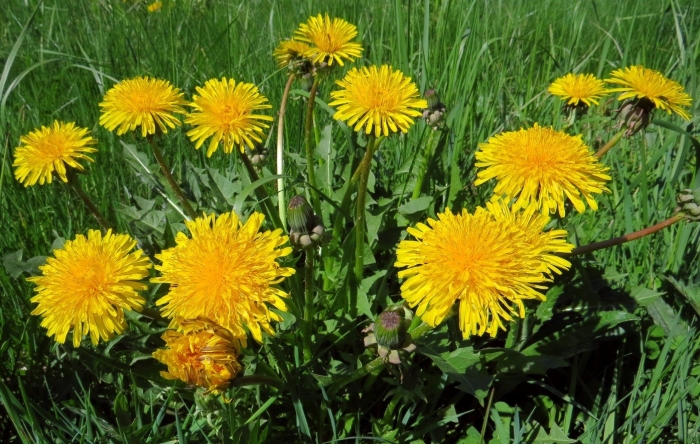 Одуванчик лекарственный taraxacum officinale