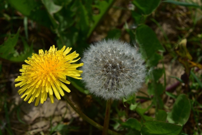 Одуванчик taraxacum officinale