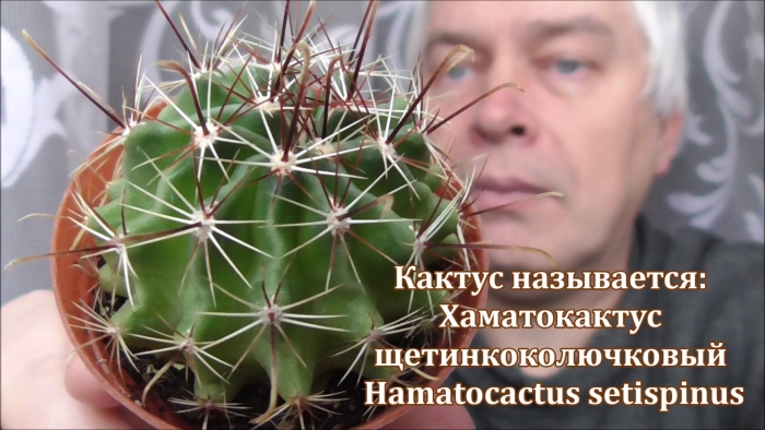 Болезни кактусов маммиллярия