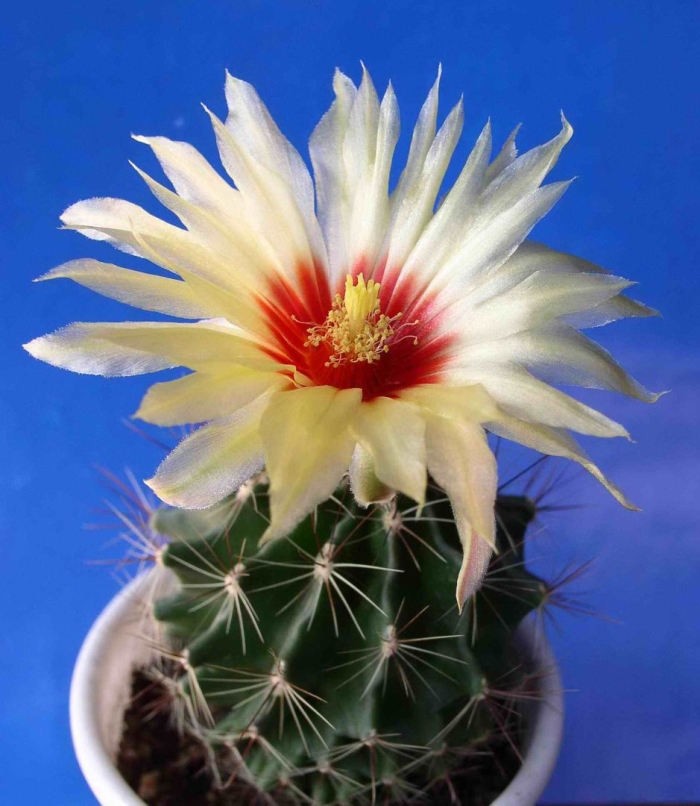 Хаматокактус щетинкоколючковый