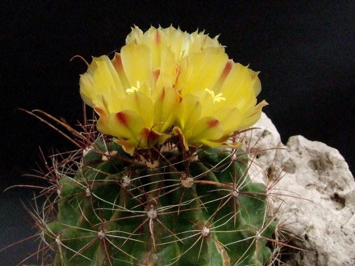 Ferocactus hamatacanthus