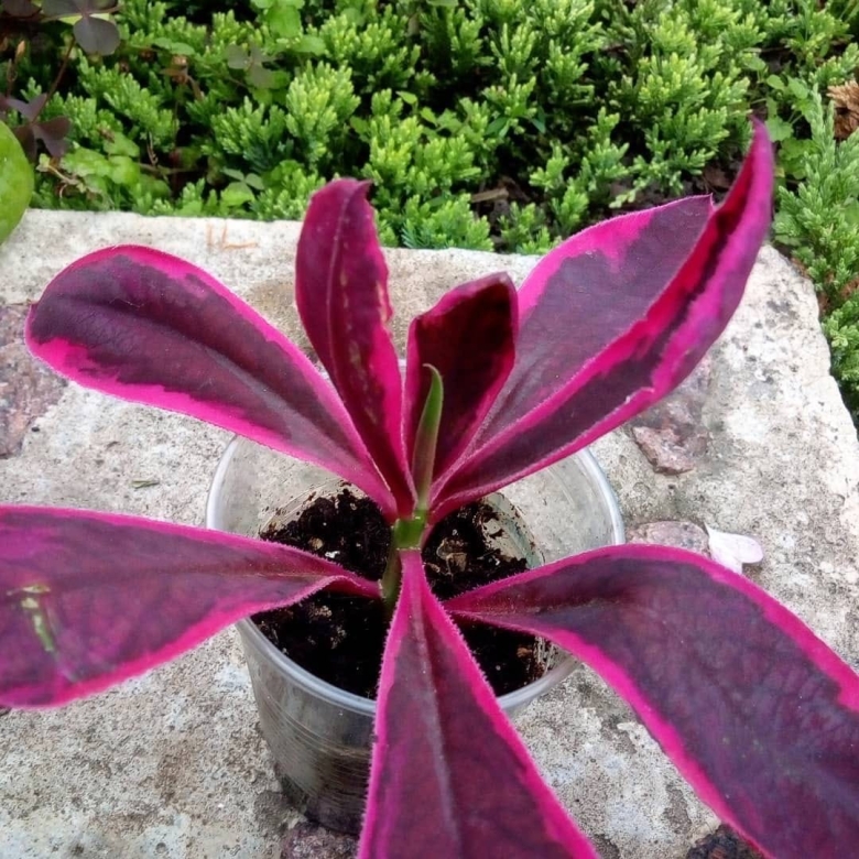 Молочай синадениум Гранта