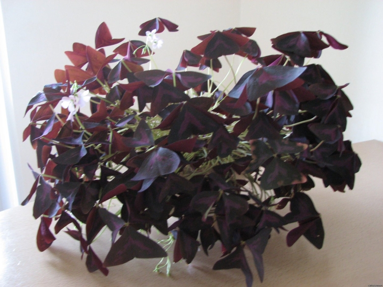 Цветок барвелия