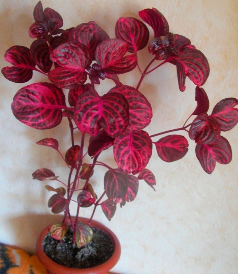 Ирезине Хербста