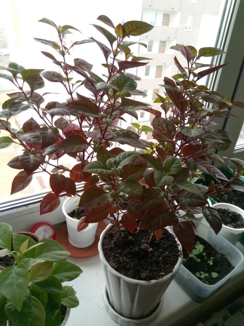 Цветок с бордовыми листьями снизу