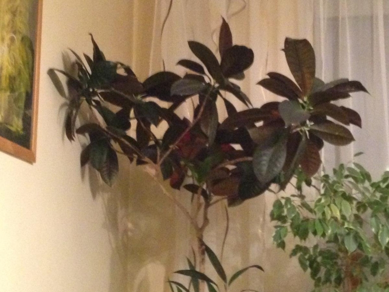 Комнатные растения с темными листьями