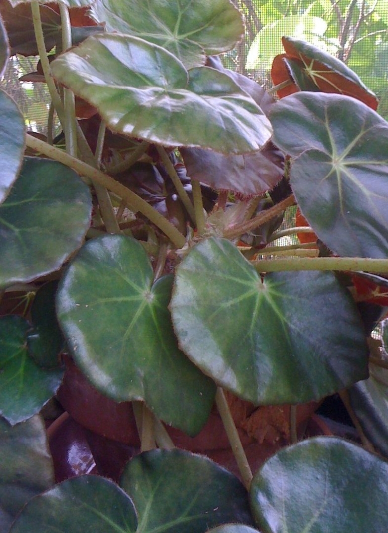 Бегония краснолистная крапчатая