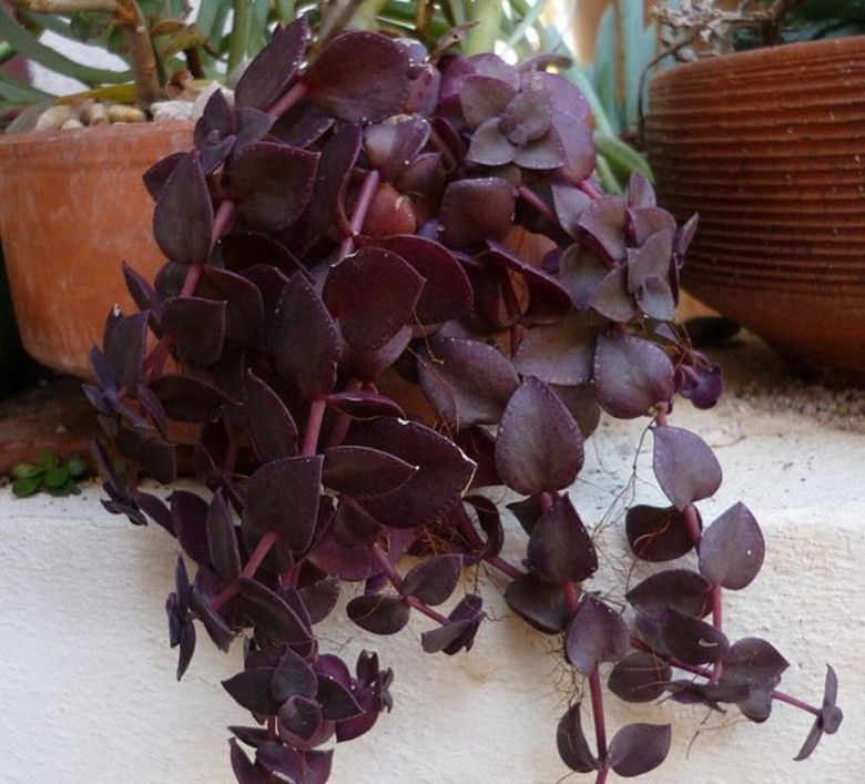 Крассула маргиналис