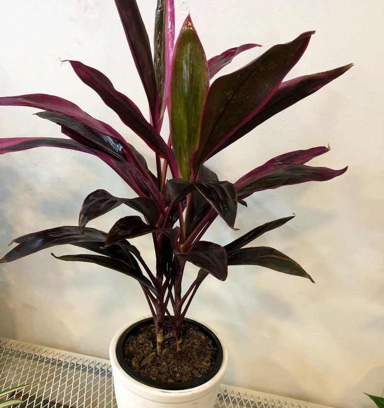 Кордилина верхушечная