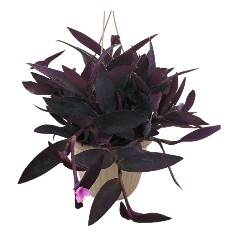 Традесканция Setcreasea рurpurea