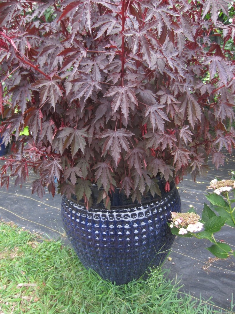 Гибискус кленолистный махагони Сплендер