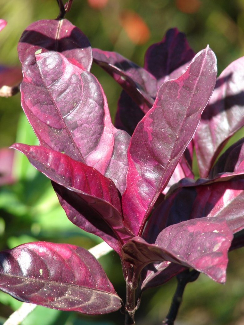 Псевдоэрантемум Каррутерса