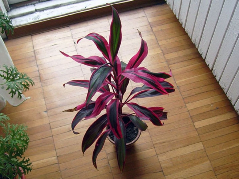 Традесканция Кордилина