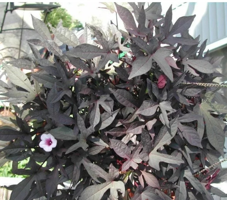 Ипомея батата Sweet Georgia Deep Purple