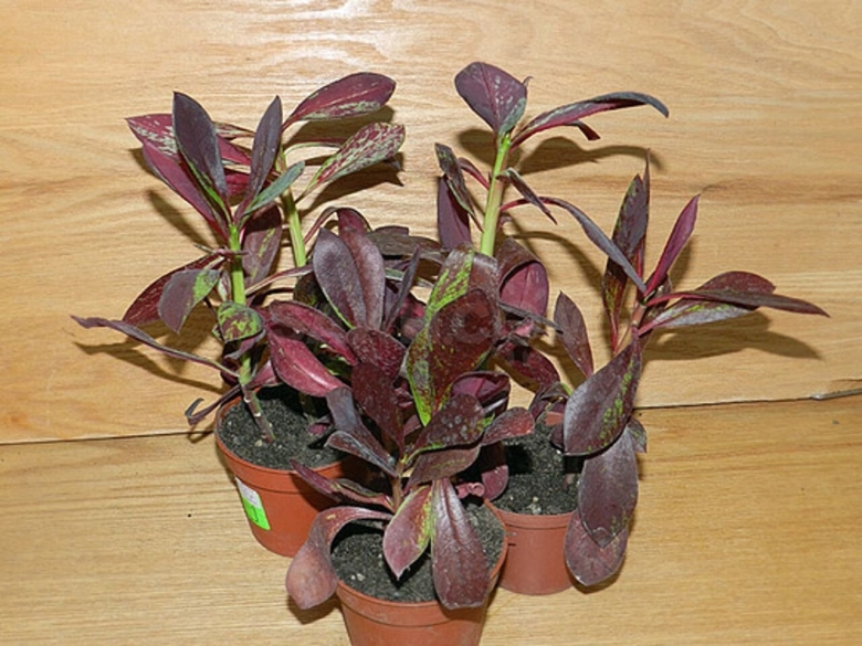 Молочай синадениум синадениум