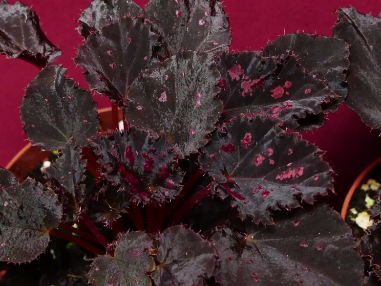 Бегония краснолистная