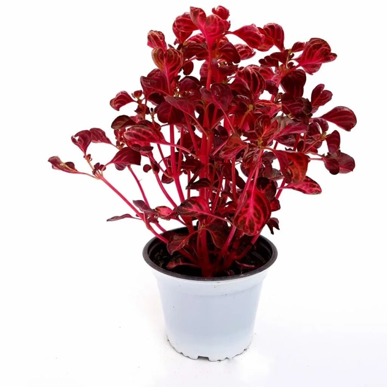 Ирезине Хербста