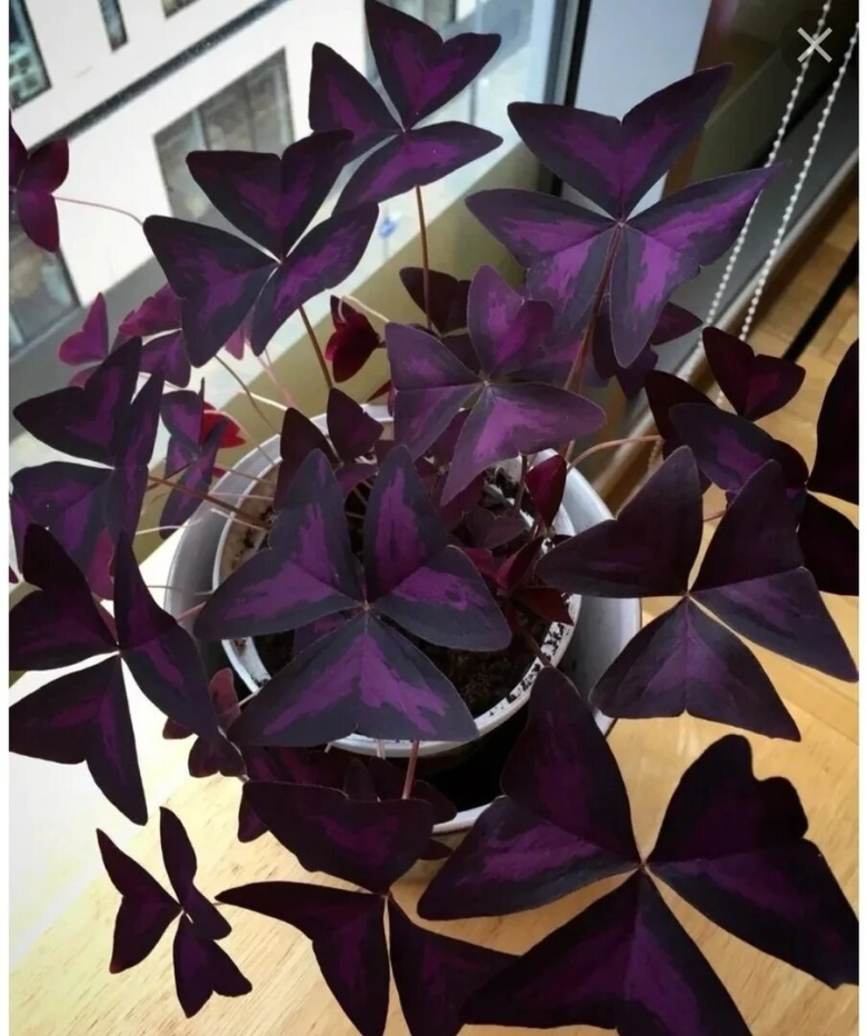 Кислица оксалис