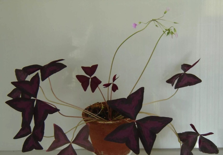 Оксалис ortgiesii