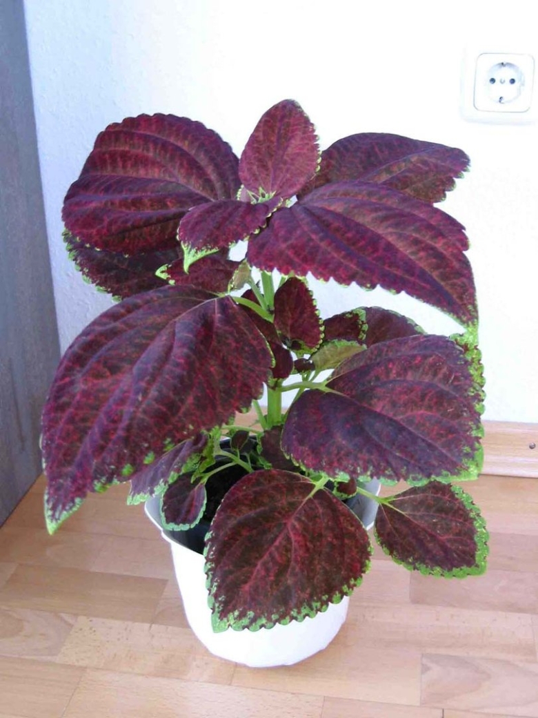 Колеус Ренельта Coleus rehneltianus