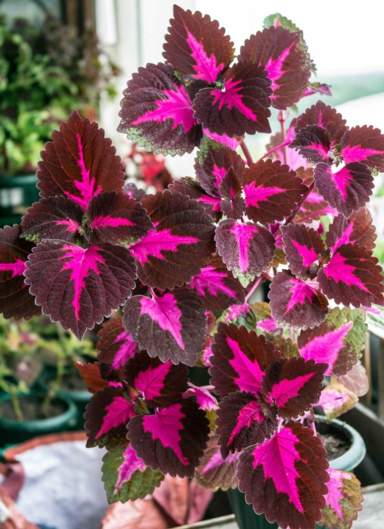 Колеус Perilla Magilla