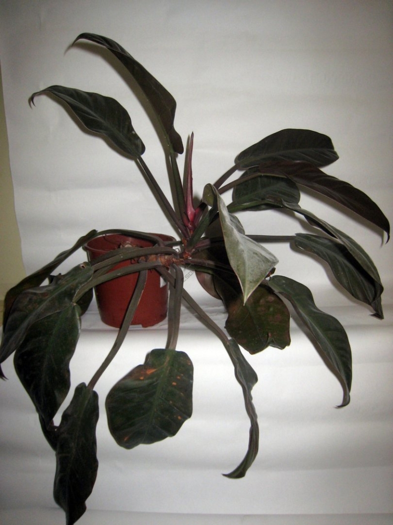 Филодендрон спандекс