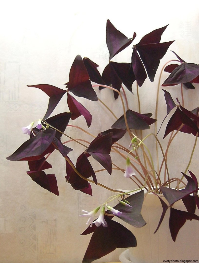 Оксалис махагони