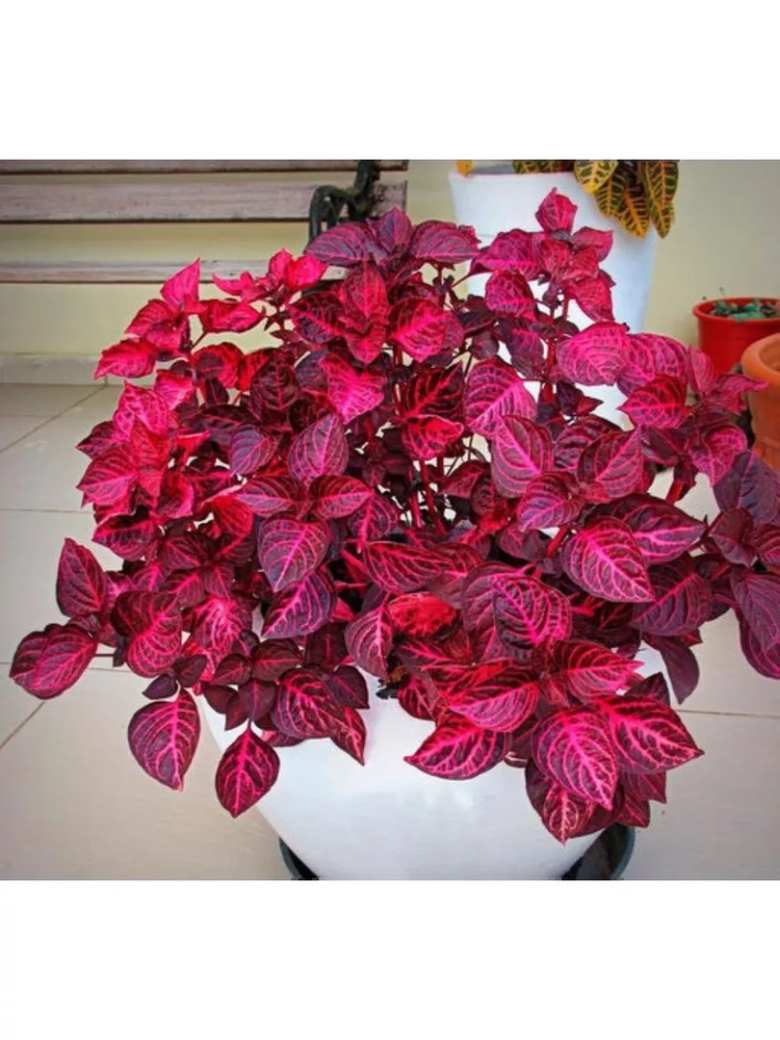 Ирезине Хербста Пурпл