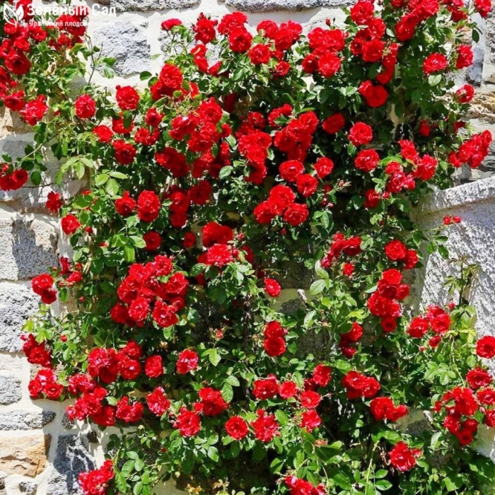 Плетистаяроза смадеус