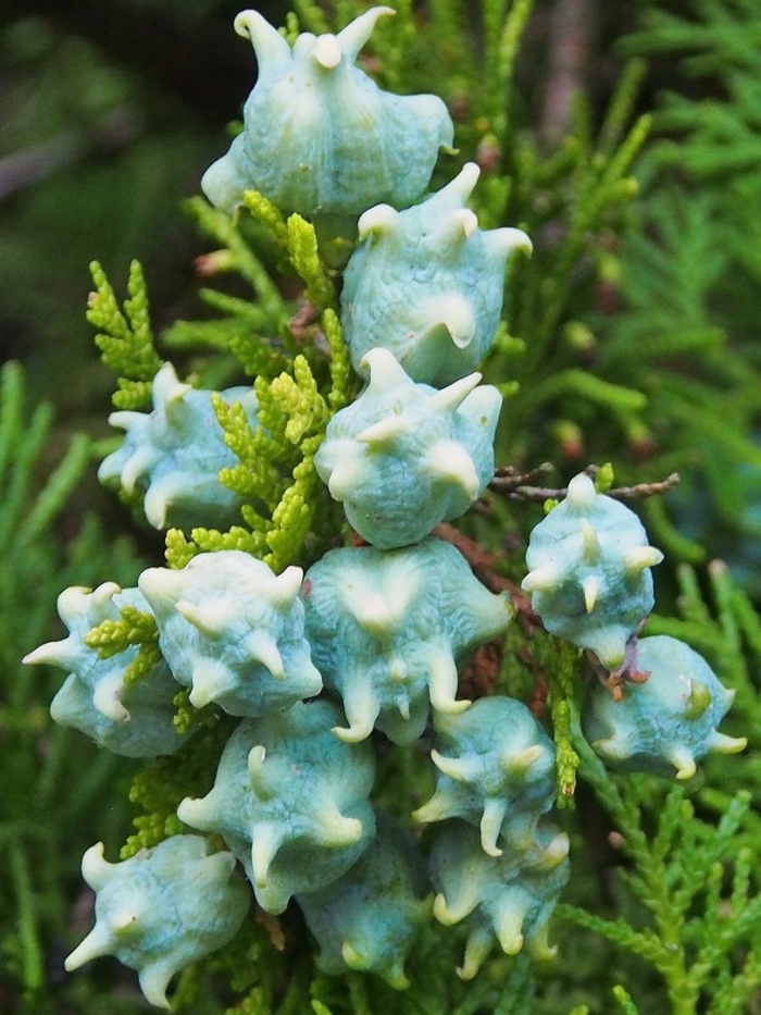 Туя восточная плосковеточник