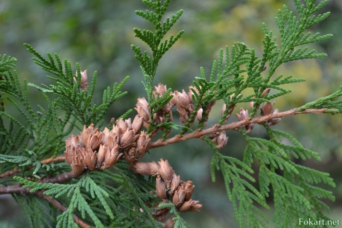 Thuja occidentalis шишки