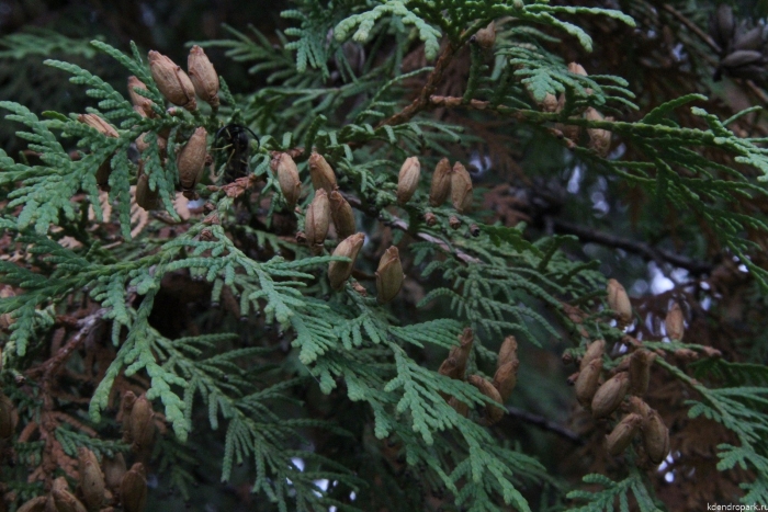 Туя occidentalis шишки