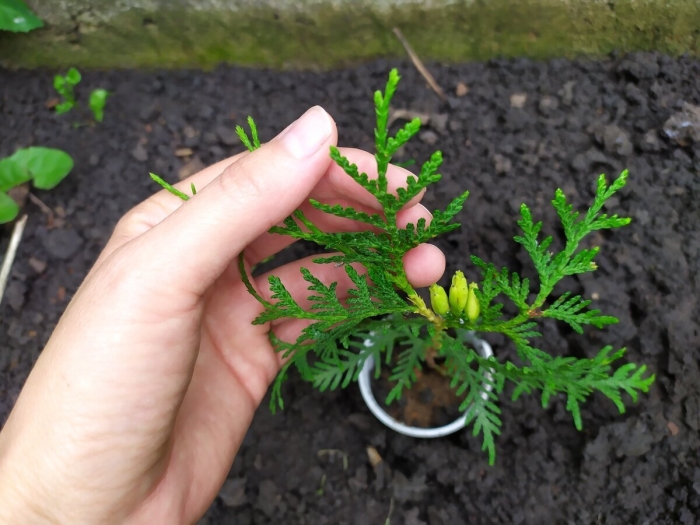 Туя из семян