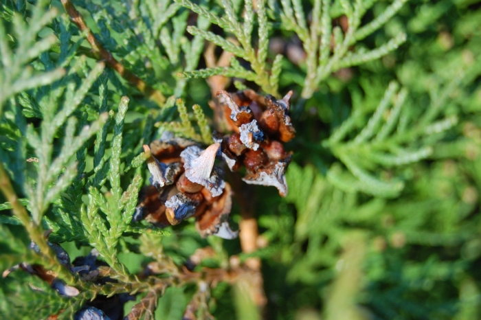 Туя восточная шишки