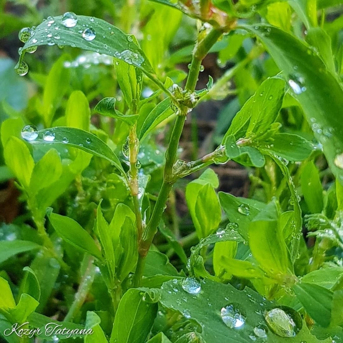 Птичья гречишка