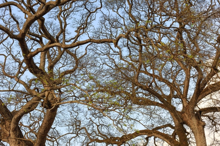 Дерево сухое