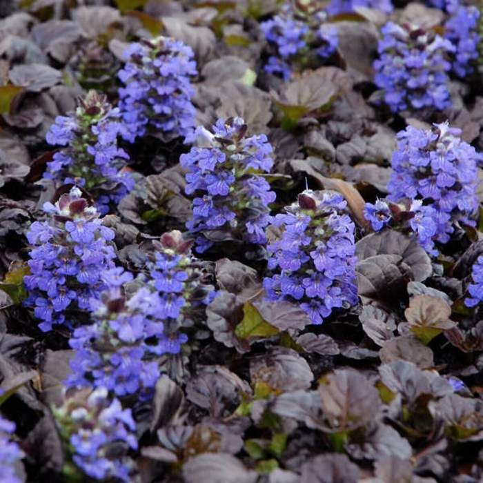 Живучка ползучая ajuga reptans