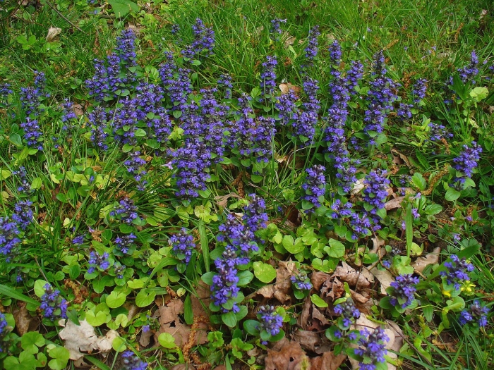 Живучка ползучая