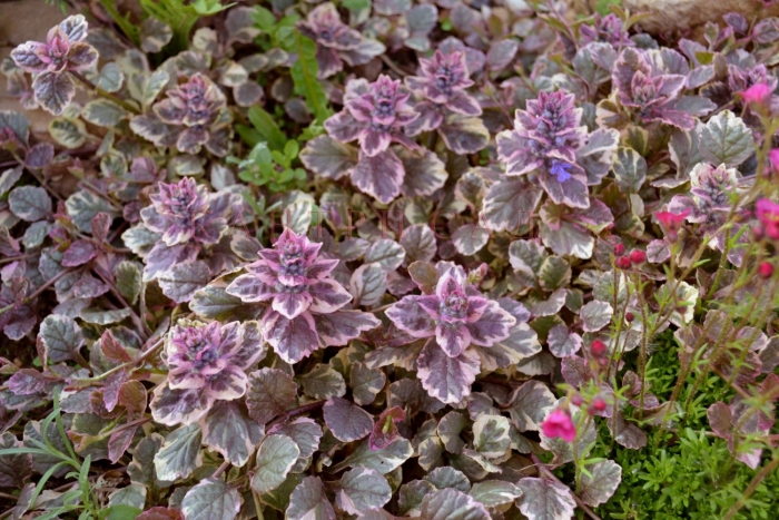 Живучка ползучая burgundy glow