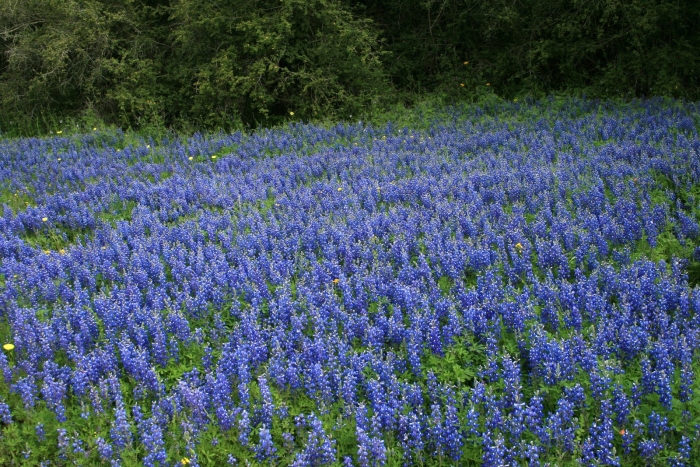 Texas bluebonnet
